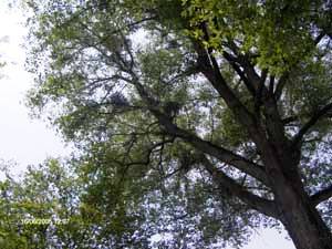 Solch prächtige Bäume gilt es zu erhalten!