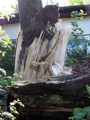 Wer möchte solch einen ausgebrochenen Zwiesel schon auf seinem Auto liegen haben?