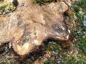 Brandkrustenpilz auch im Stammquerschnitt gut erkennbar (schwarze Bereiche)