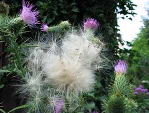 Gewöhnliche Kratzdistel