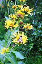 Brauner Bär (Bärenspinner) auf Alant sitzend