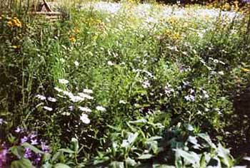 Blumenwiese im Hochsommer