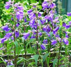 Nesselblättrige Glockenblume