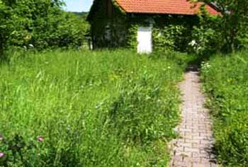 Blumenwiese im Spätsommer