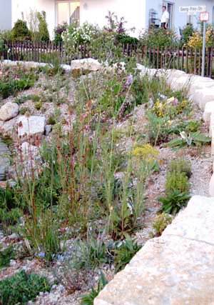 xerotherme Pflanzen an Trockenmauer