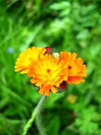 Orangerotes Habichtskraut