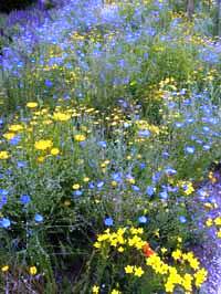 Pflanzungen mit heimischen Stauden können auch überzeugen