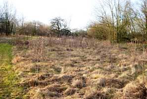 Die hohlen Pflanzenstängel der Blumenwiese sind der ideale Überwinterungsplatz für Insekten