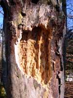 Totholz als natürliche Nistmöglichkeit