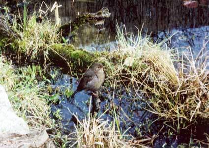 junge Amsel nach dem Baden