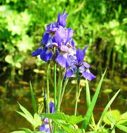 Sibirische Schwertlilie